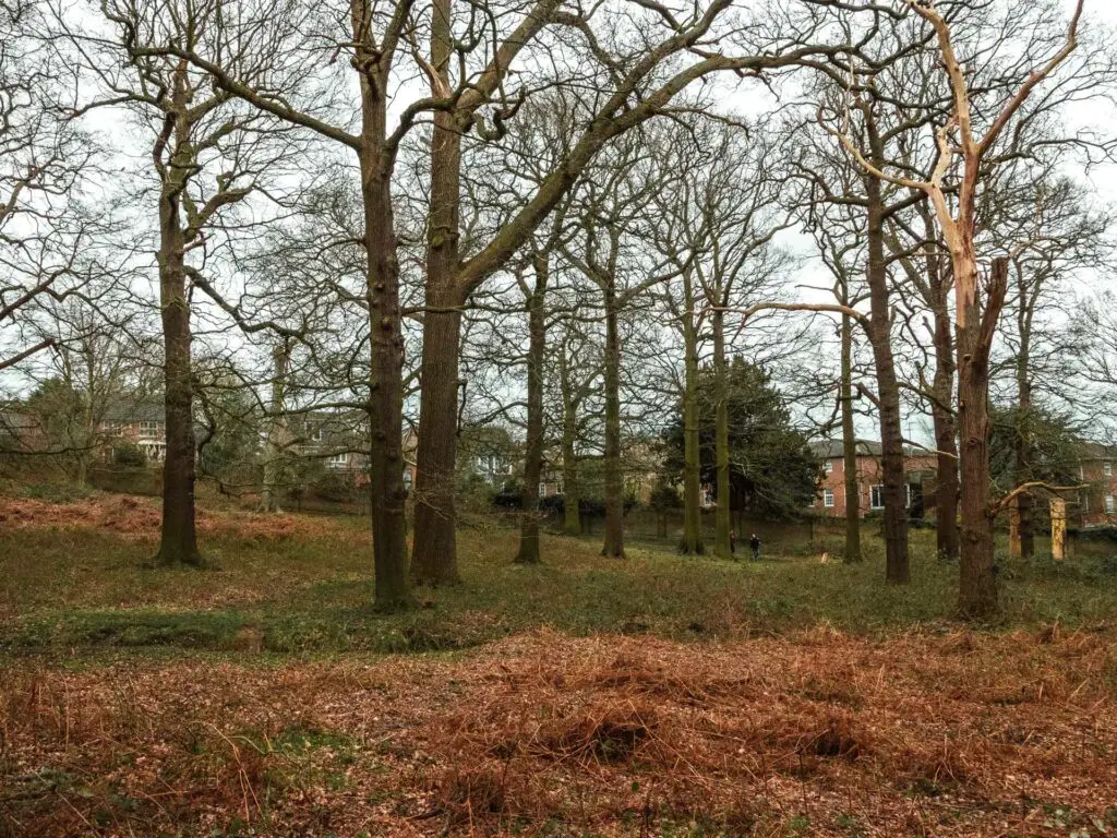 Houses visible though woodland. 