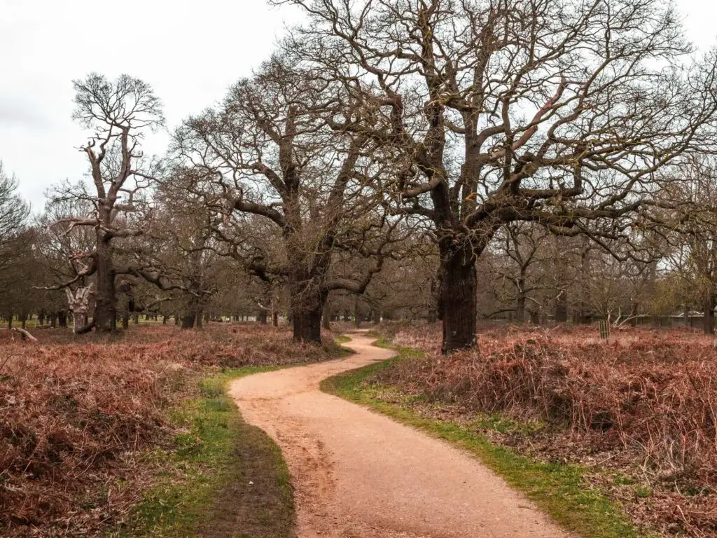 The Tamsin trail as it snakes through the trees during my walk in Richmond Park.