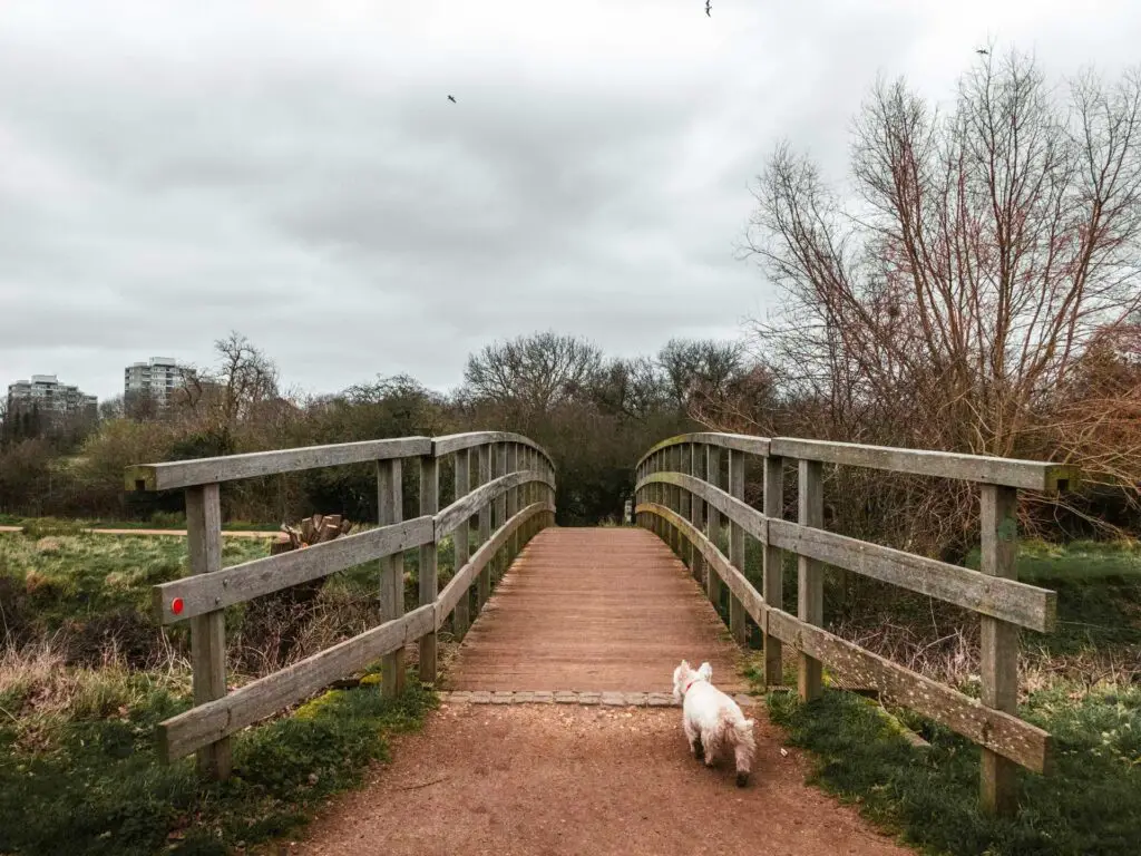 A wooden bridge in Richmond Park, with a white dog about to walk over it.