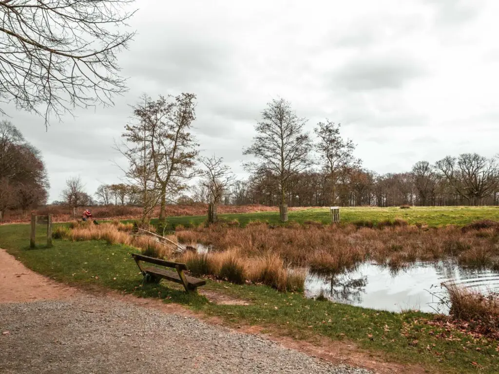 A bench overlooking a pond when walking along the Tamsin trail in Richmond Park.