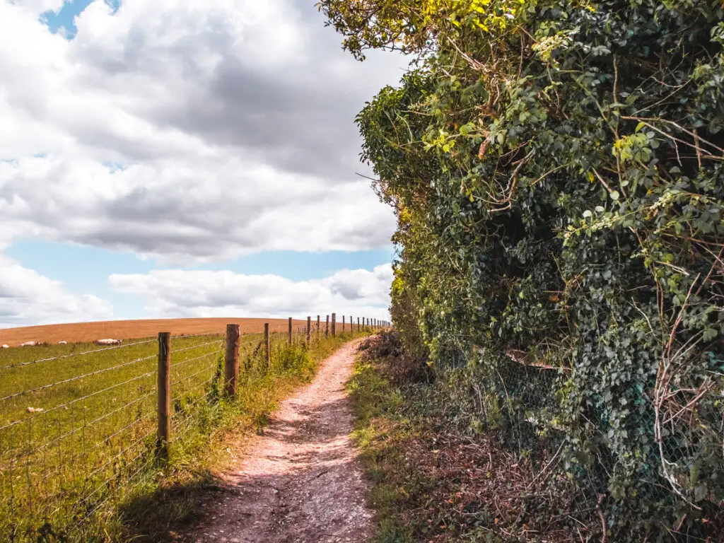 A dirt trail with a hedge on the right and a wired fence and field to the left.