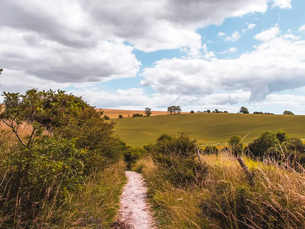 A narrow trail leading through foliage with the South Downs hills up ahead, along the walk to Devils Dyke.