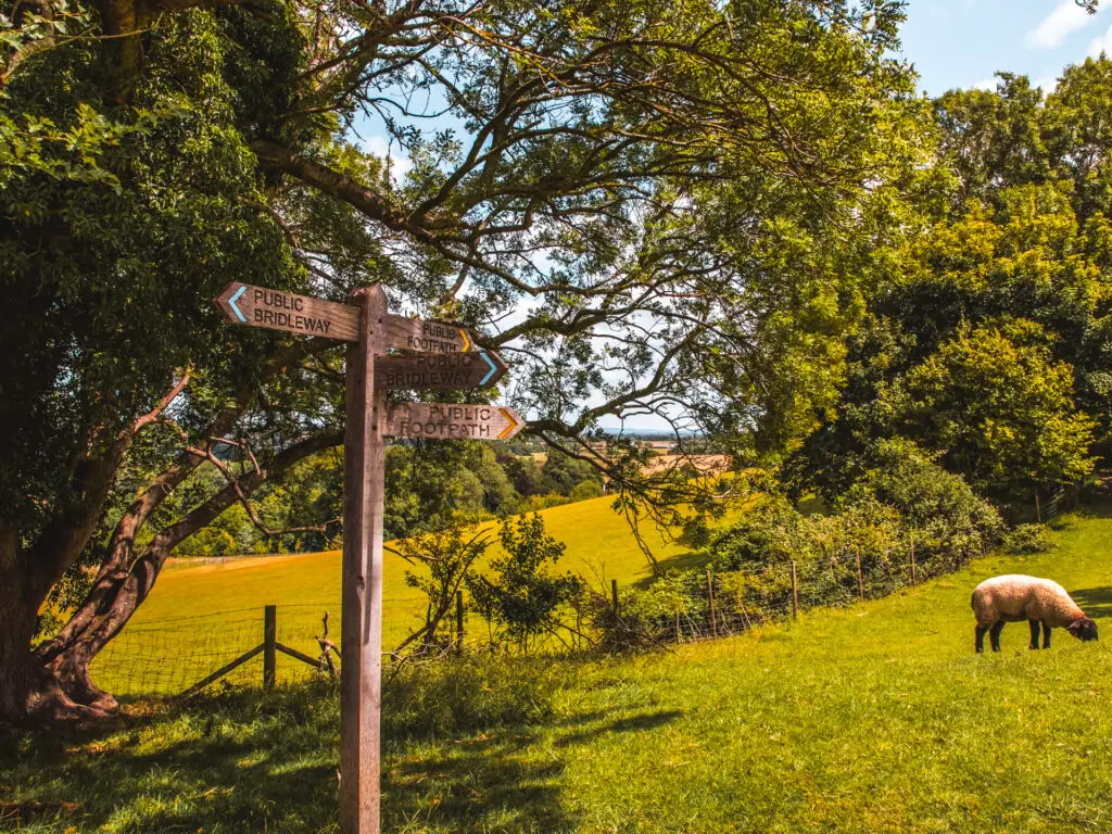 Signage pointing in lots of directions in a green frill. There is a sheep on the right.