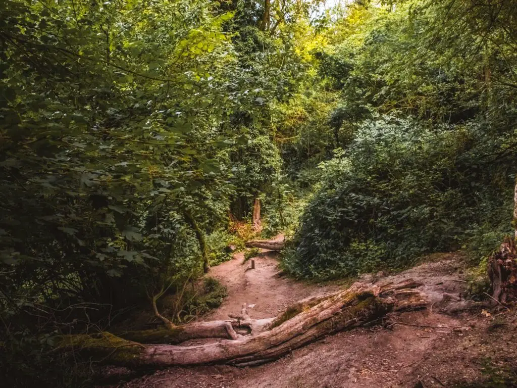 A dirt trail through the bushes in the woodland with a fallen tree across the path.