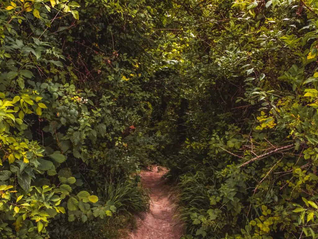 A small trail leading uphill through bushes in the South Downs.