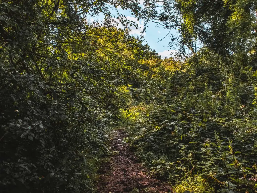 A mud trail leading through dense bushes.