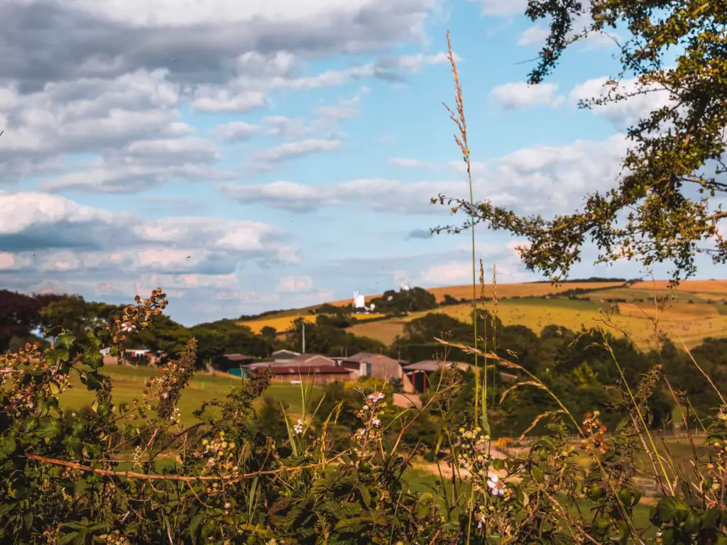 A view through foliage of the South Down hills and white windmill in the distance. 