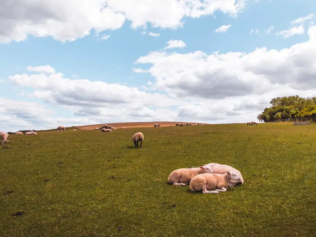 Some sheep on a green hill in the South Downs.