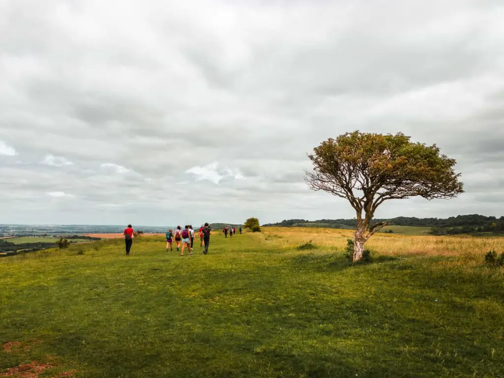 Open grass trail with a tree on the left and a bunch of people walking ahead.