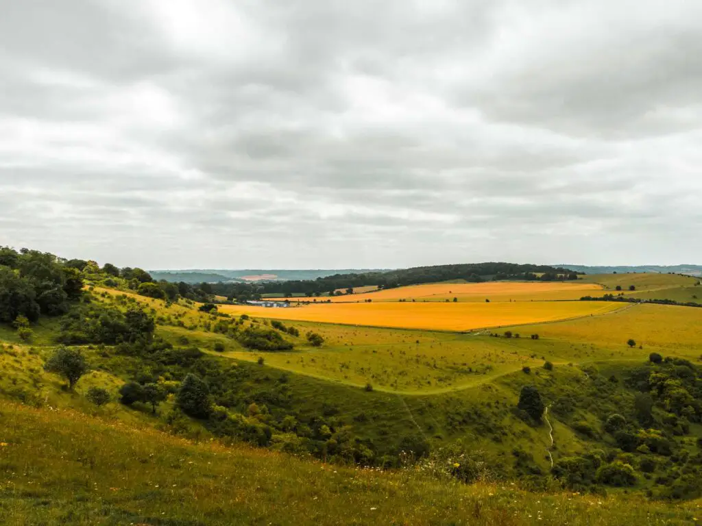 The rolling hills of the Chilterns in shades of green and orange with trees dotted about.