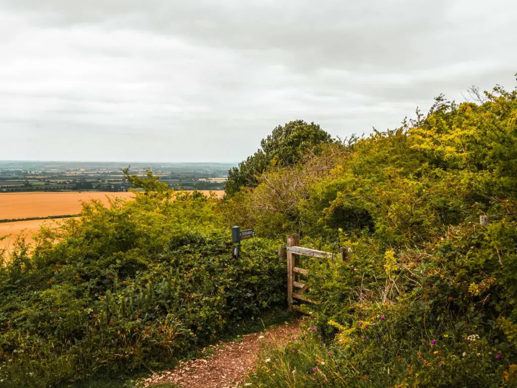 A wooden gate nestled between green bushes in the Chilterns.