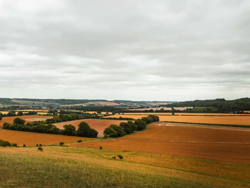 The hills of the Chilterns on the circular walk from Tring to Ivinghoe Beacon. There are shades of green, orange and yellow with a few trees lining some of the fields.