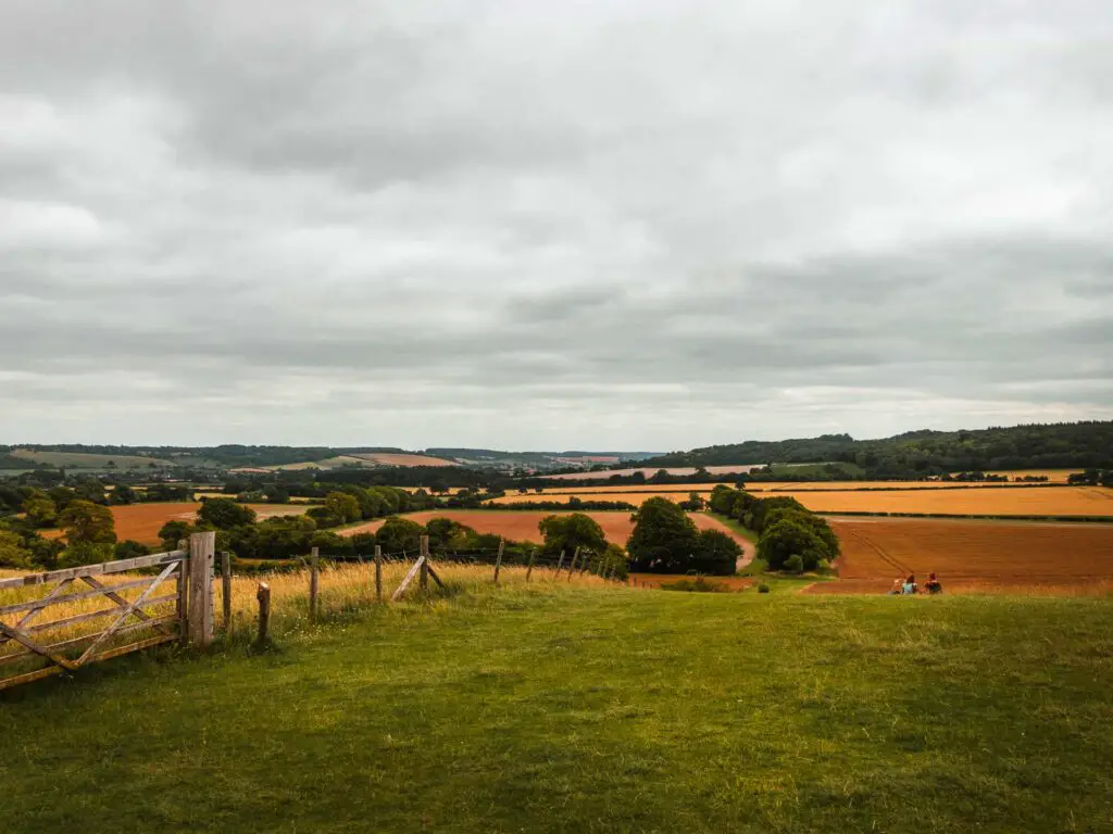 The end of the Ivinghoe Beacon Ridgway on the circular walk from Tring. There is a gate and fence on the left and yellow and orange fields up ahead.