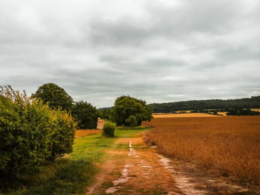 A trail on the walk from Ivinghoe Beacon Ridgeway, with orange crops on the right and green grass on the left. There are trees up ahead.