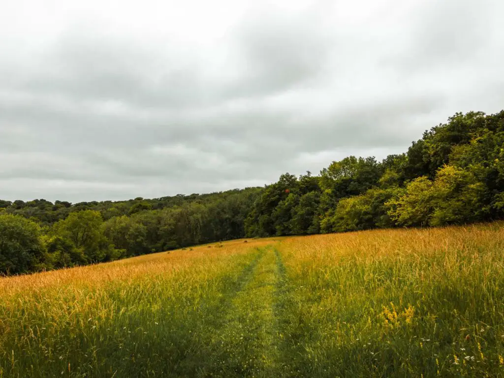 A grass trail though a corn field on the circular walk from Tring. There are trees up ahead.