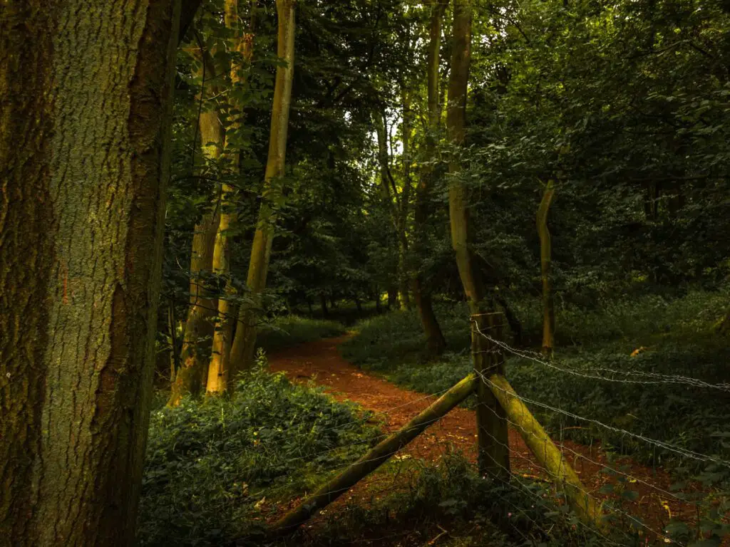 Woodland in the Chilterns, with a partially Brocken barbed wire fence.