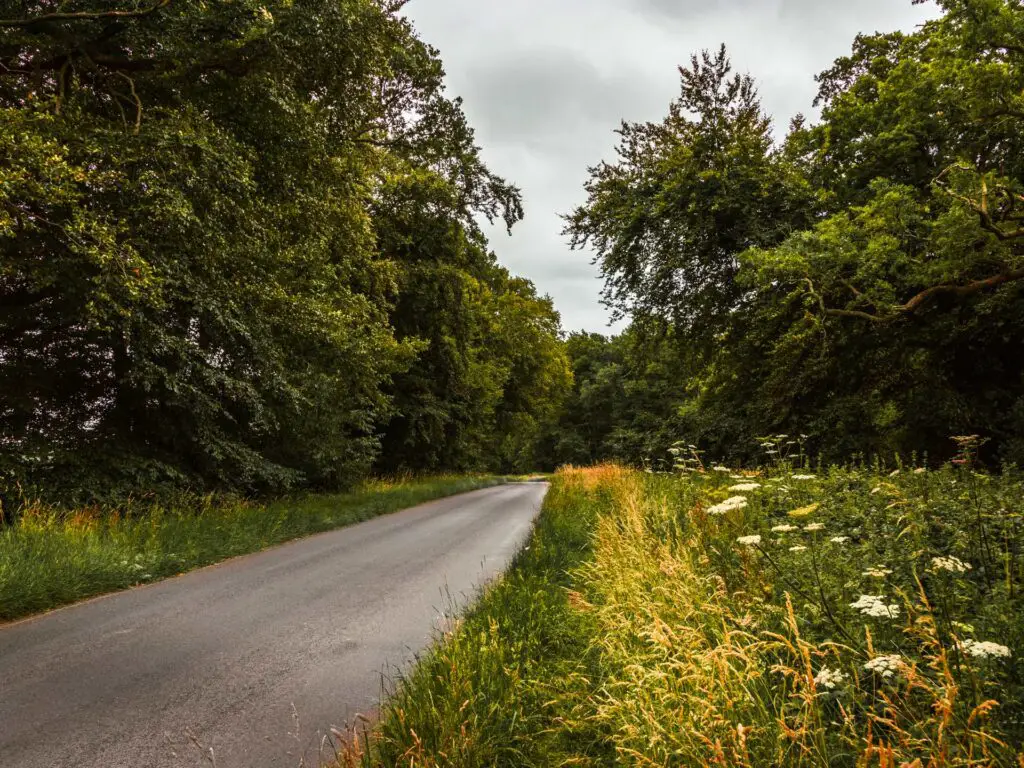 A road with trees lining it on the left and overgrown grass and white flowers on the right.