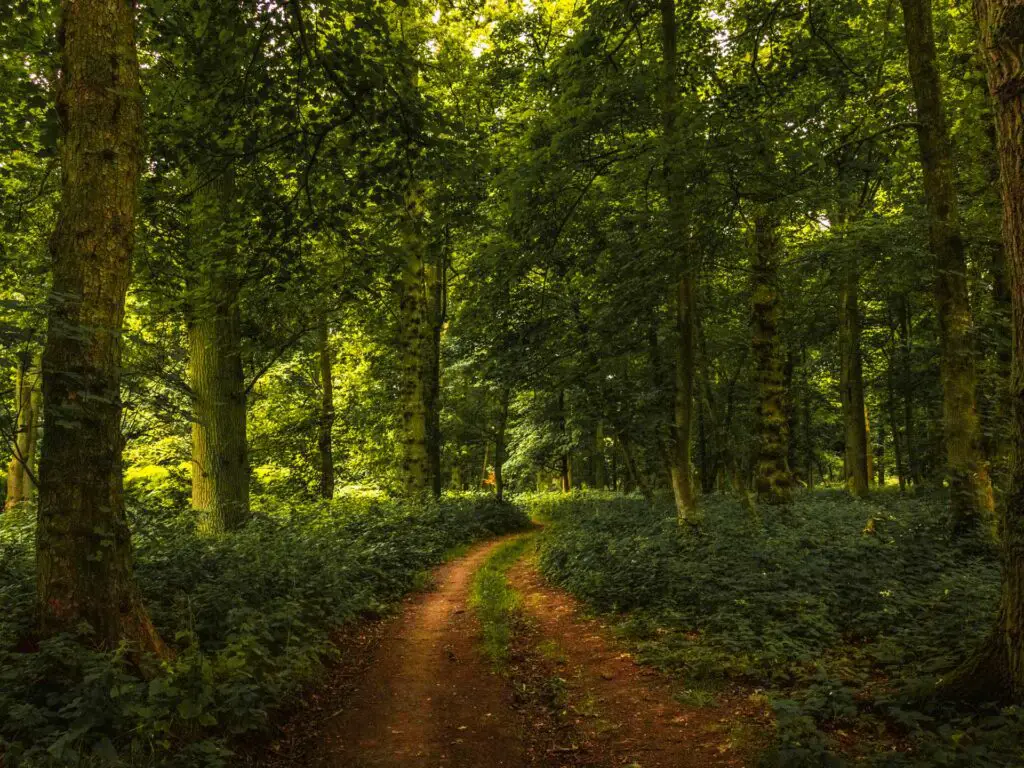 A dirt trail leading under woodland on the circular walk from Tring to Ivinghoe Beacon.