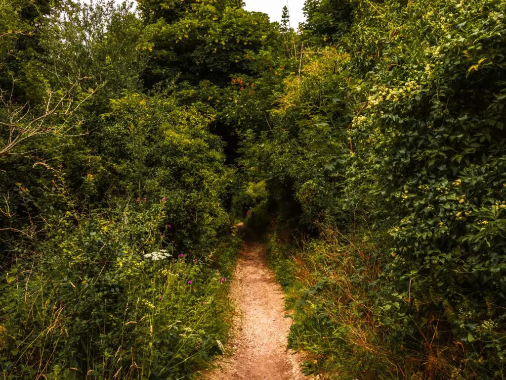 A small dirt trail with green bushes and grass on either side of it.