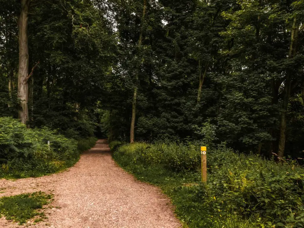 A gravel trail leading through woodland.