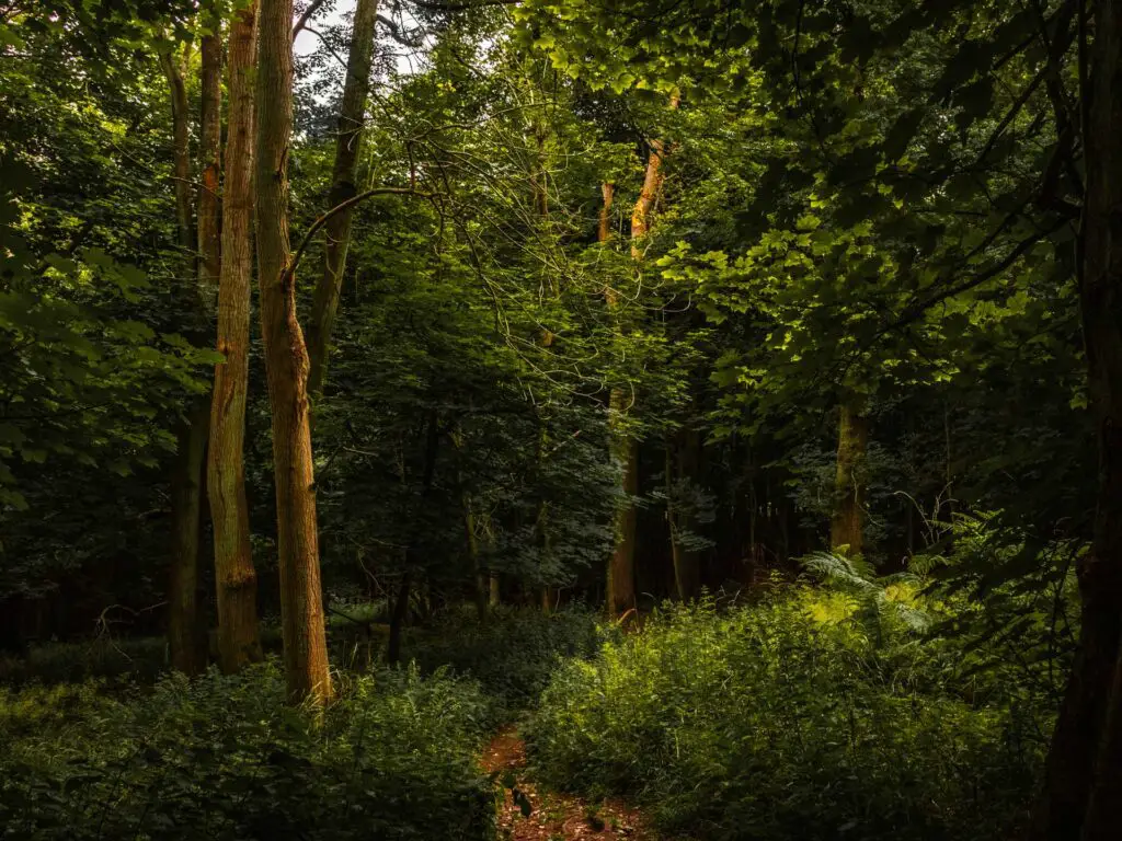 Deep in dark woodland on the circular walk from Ivinghoe Beacon and Tring.