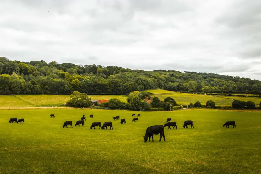 A green field full of dark brown cows.