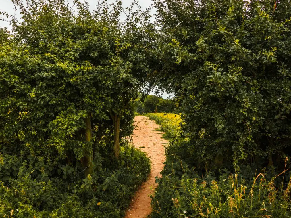 The trail as it leads through a small opening in a bush.