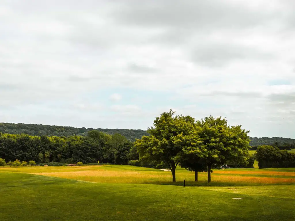 An golf course with two trees in it and woodland on the other side in the Chilterns.