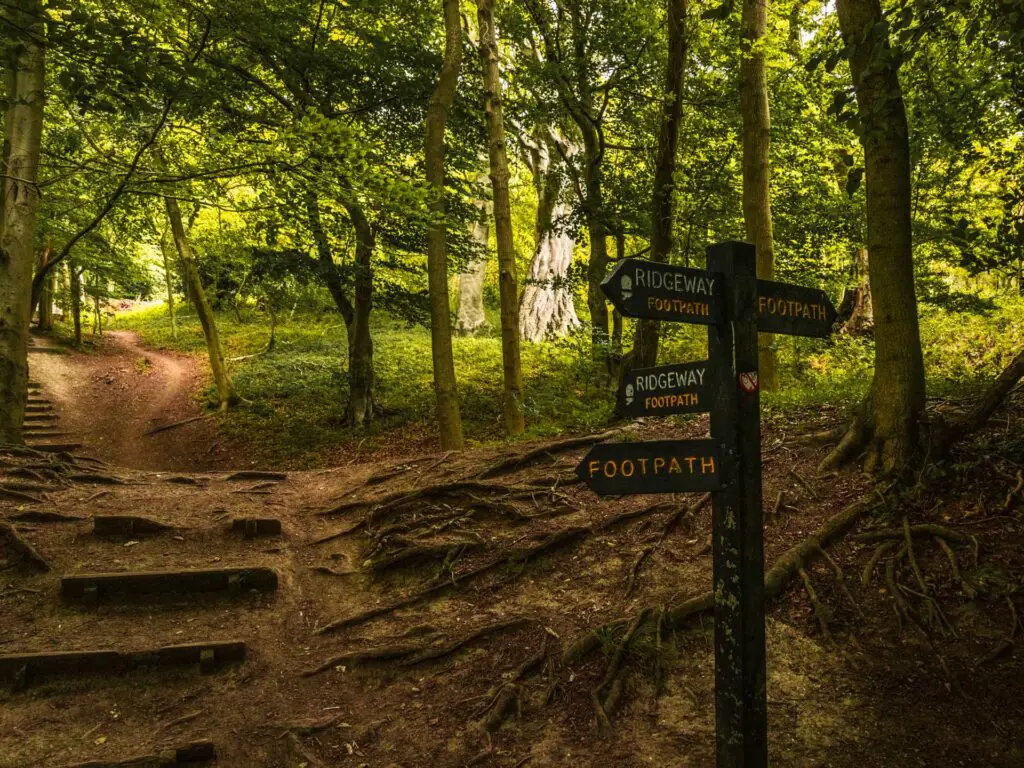 Signage with wooden steps in the ground, surrounded by trees along the circular walk from Tring to Ivinghoe Beacon.