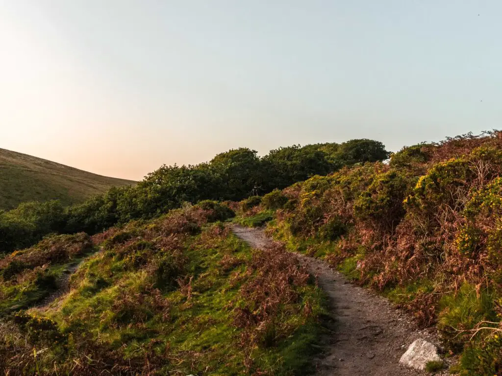The first trail on the final bit of the walk into Wistman's Wood in Dartmoor National Park. There is green grass and shrubbery on both sides of the trail.