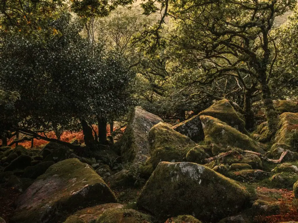 Moss covered boulders and the green trees of Wistmans Wood in Dartmoor National Park.