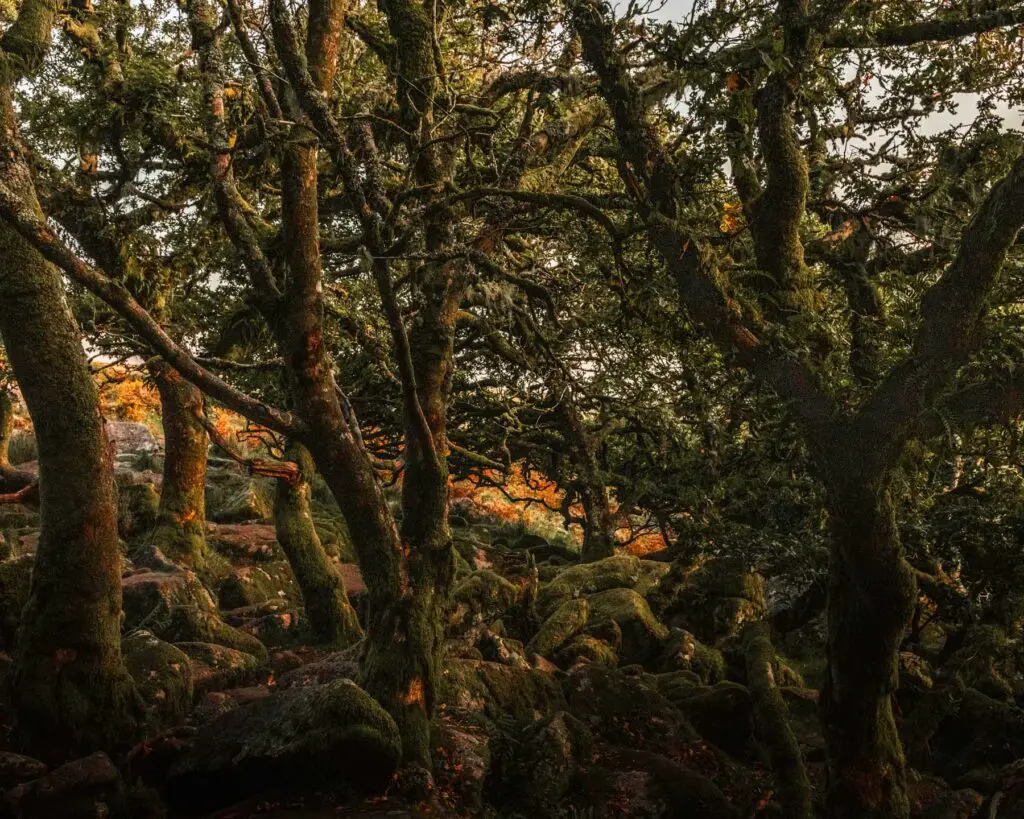 On a walk through the trees with entangled branches of Wistmans Wood. There are moss covered boulders on the ground.
