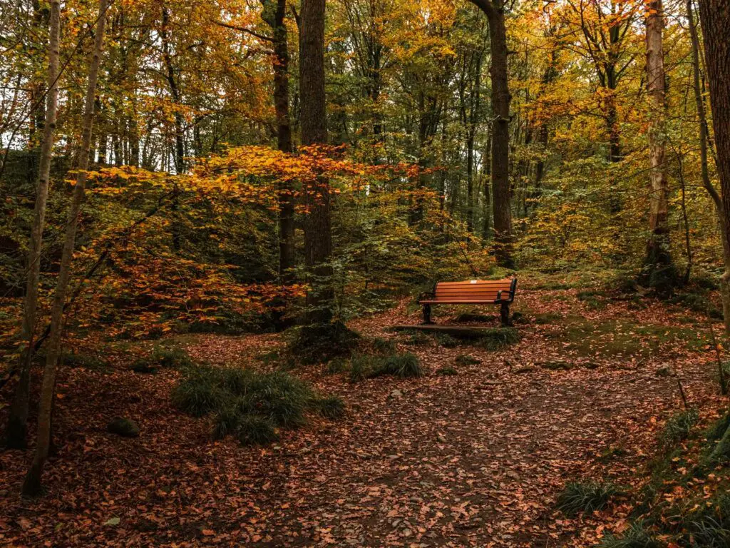 A bench surrounded by trees and autumn leaves on the ground on the walk from Ambleside to Stock Ghyll Force waterfall.