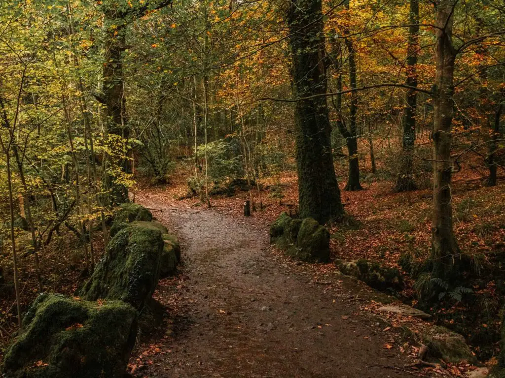 A large dirt trail surrounded by trees in the Lake District.