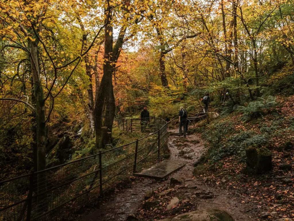 A dirt trail with a metal fence on the left. There are lots of trees and bushes with green, yellow and orange leaves.