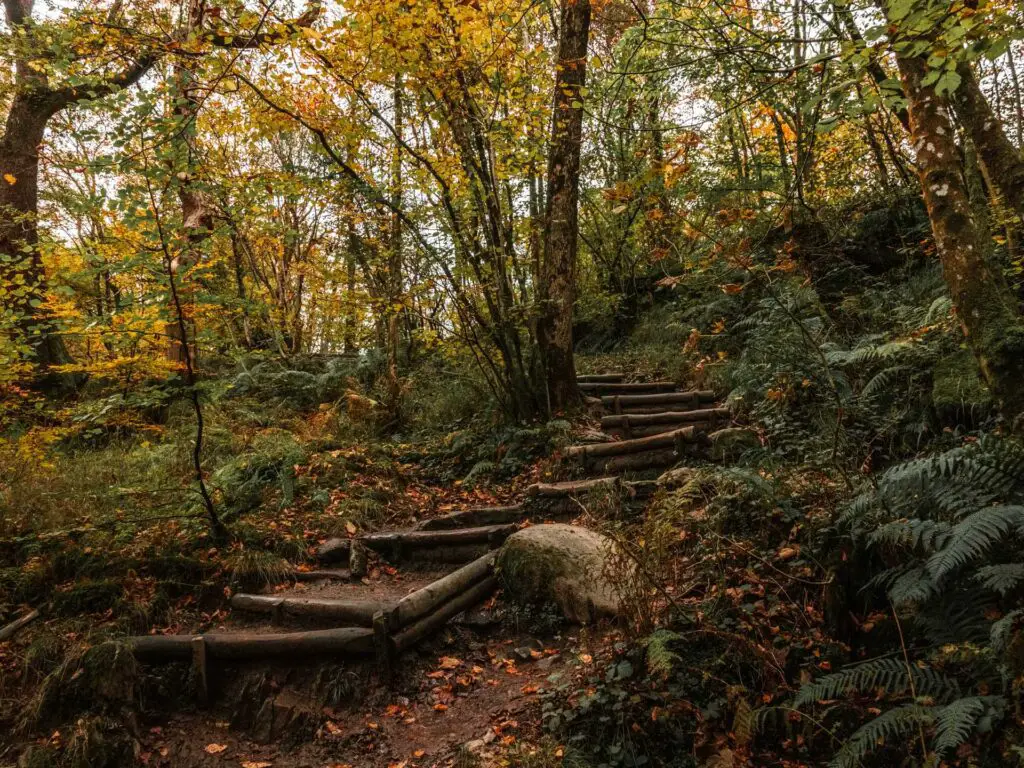 Wooden steps leading up, surrounded by green foliage and trees with yellow leaves, in the Lake District.