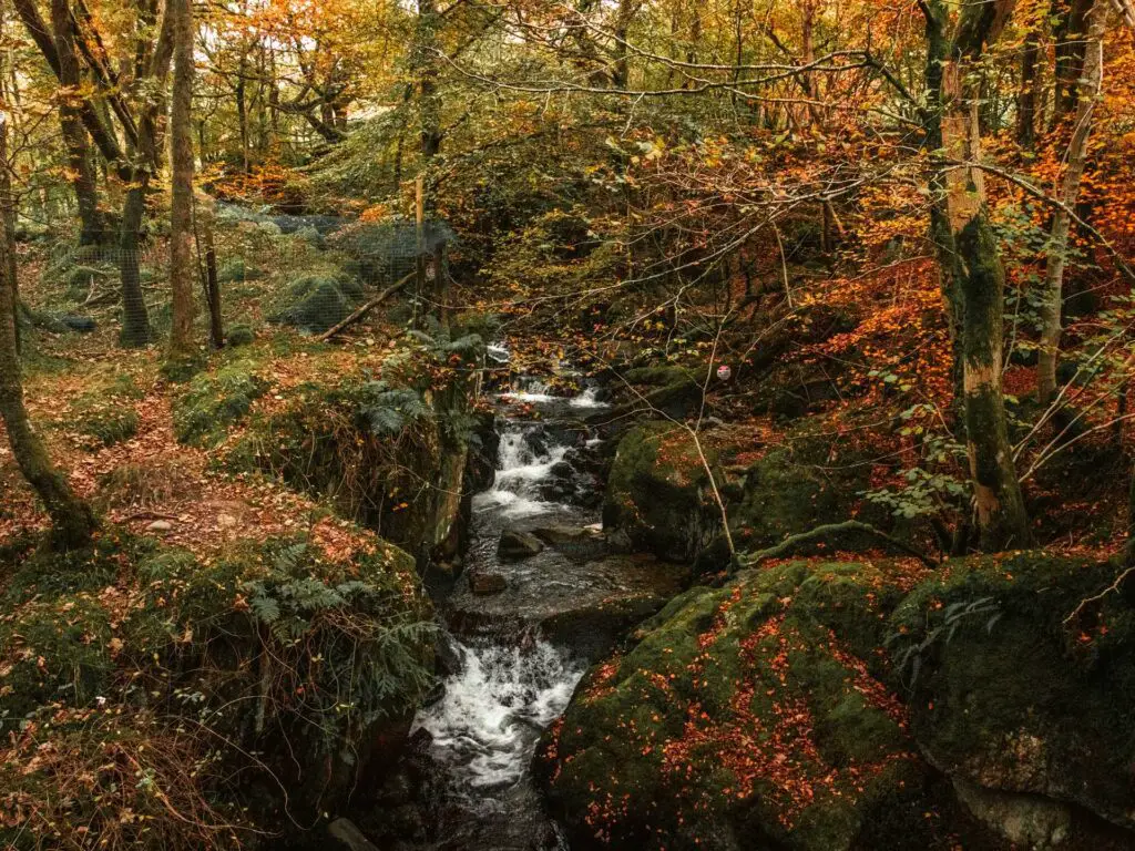 Water running down some rocks on the walk next to Stock Ghyll Force waterfall. It is surrounded by moss covered rocks with red autumn leaves scattered about.