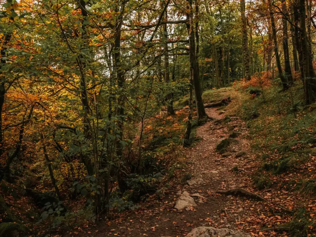 A dirt trail surrounded by trees and green foliage, with orange leaves on the ground.
