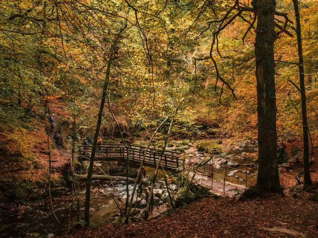 A bridge running over water on the Stock Ghyll force waterfall walk. There are lots of trees with green and orange leaves, with orange autumn leaves on the ground.