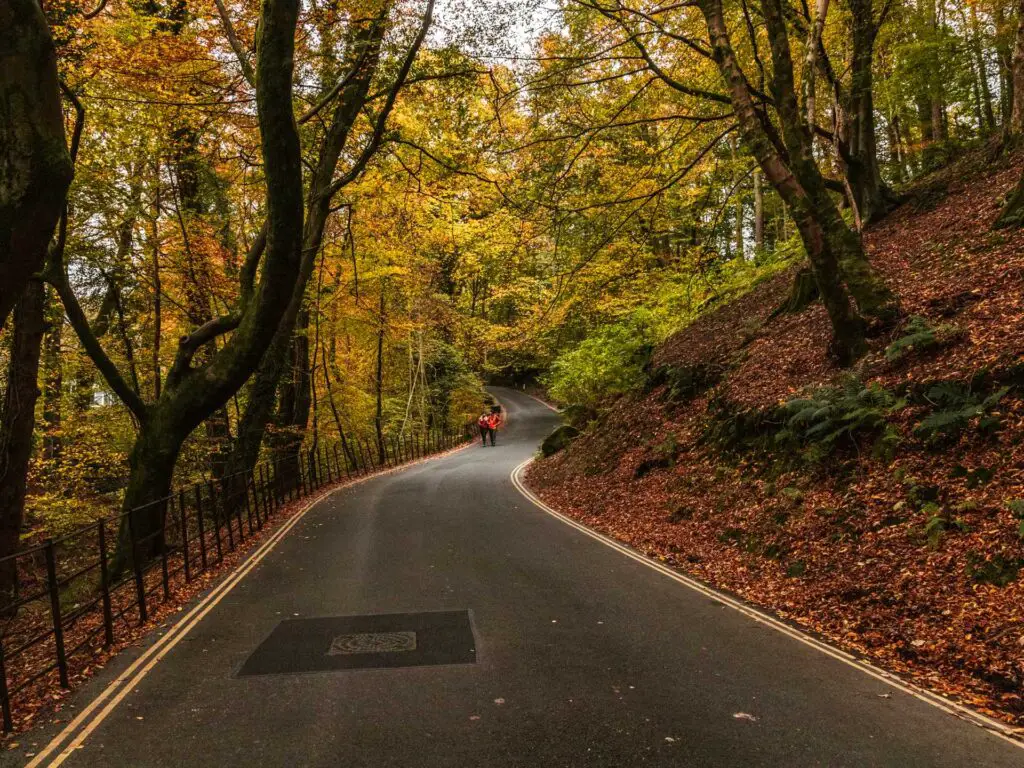 A winding road surrounded by trees and red autumn leaves on the ground.