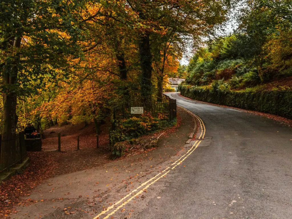 The main road with the trail on the left and. there are lots of trees and orange autumn leaves on the ground.