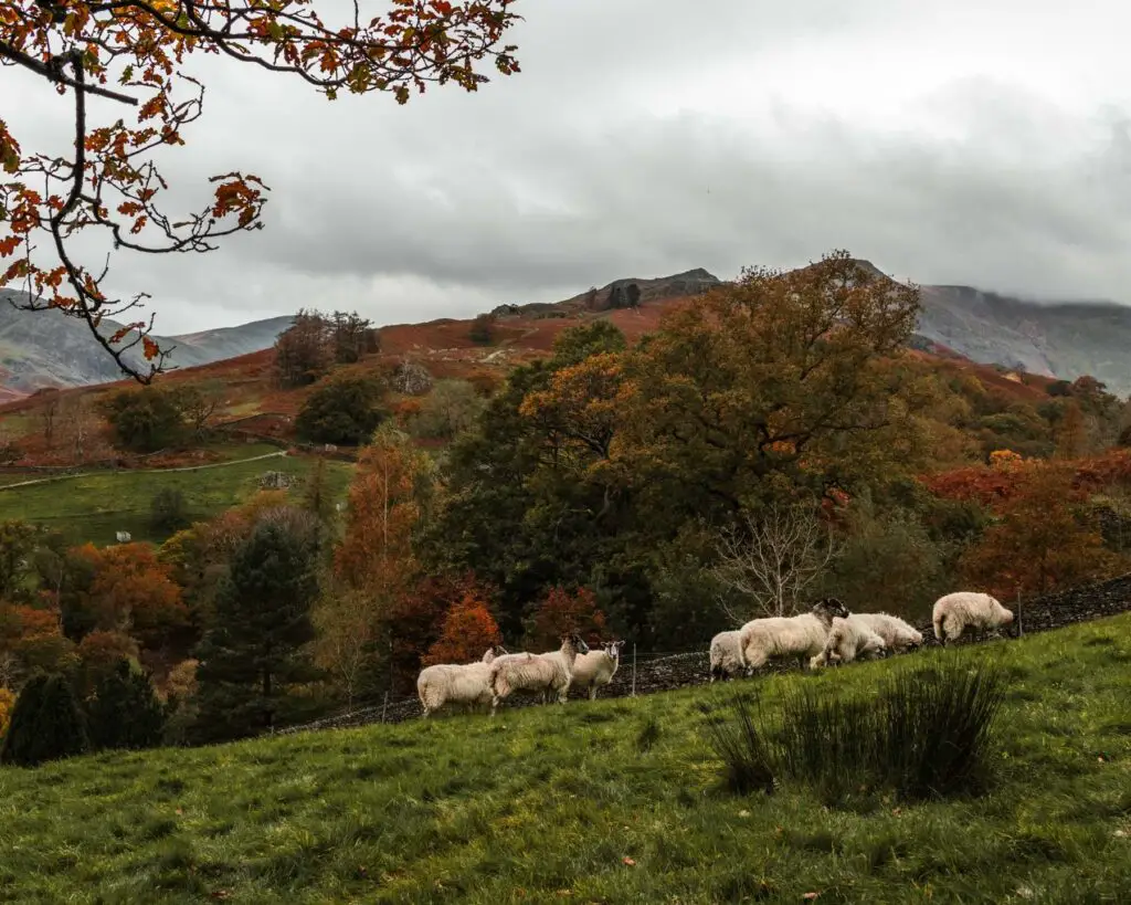 A group of sheep walking in a green field on the walk from Ambleside to Sweden Bridge. There are hills and mountains in the background. There is cloud and mist covering part of the mountains. 