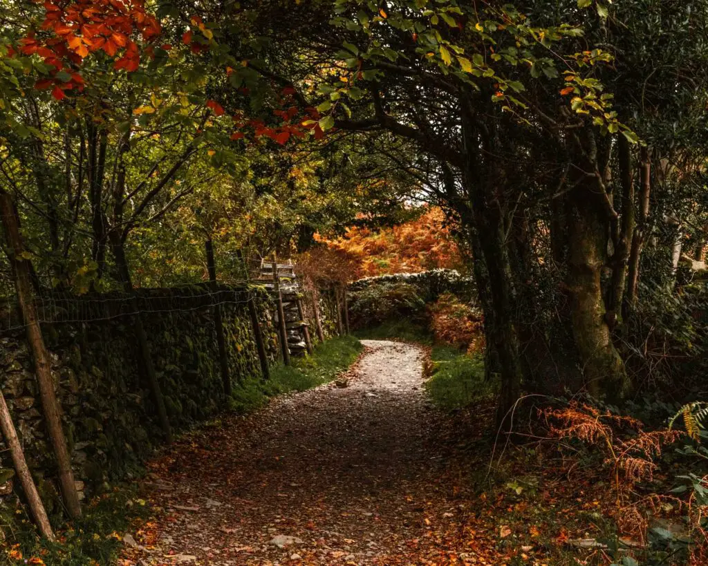 A gravel dirt trail covered in orange autumn leaves leading under tree branches. On the other side of the trees is a beam of light from the sun.