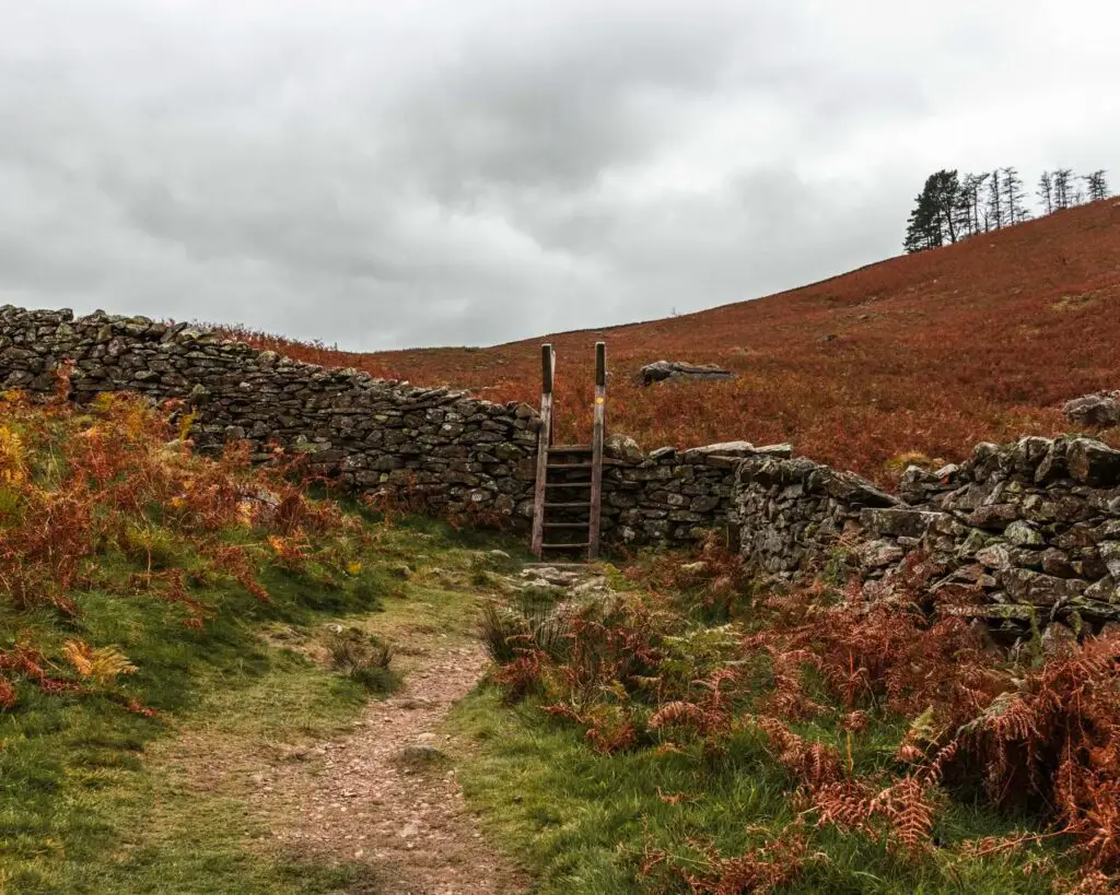 A dirt trail in the Lake District, with green grass on both sides and orange shrubbery. There is a stone wall ahead with a wooden ladder to climb over it.