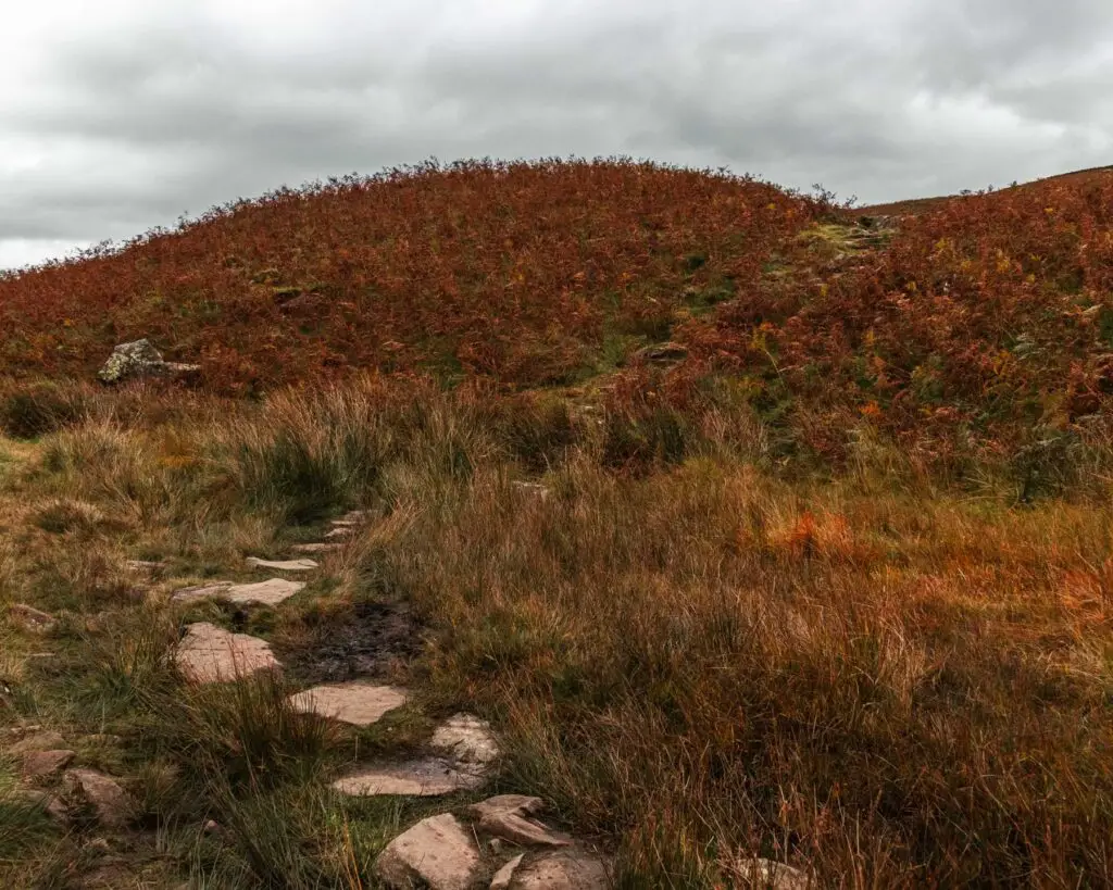 Slabs of rock leading uphill through overgrown green and orange grass.