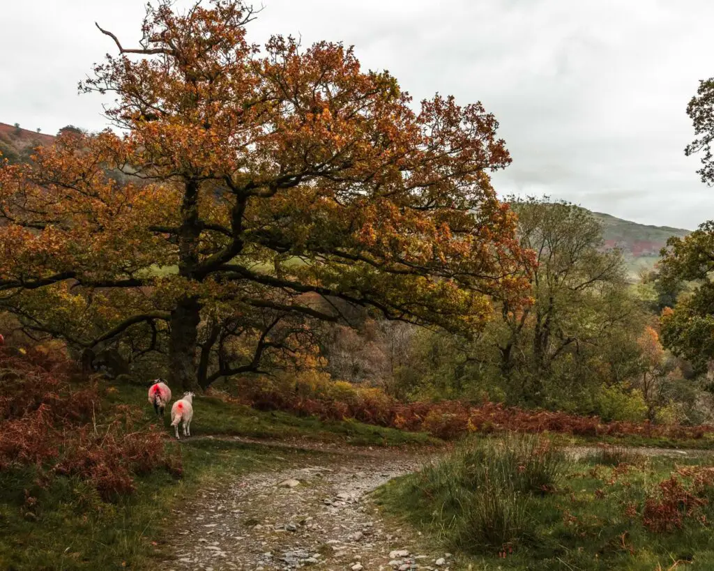 A gravel Traill with a big tree with orange leaves ahead. there are two sheep standing under the tree.