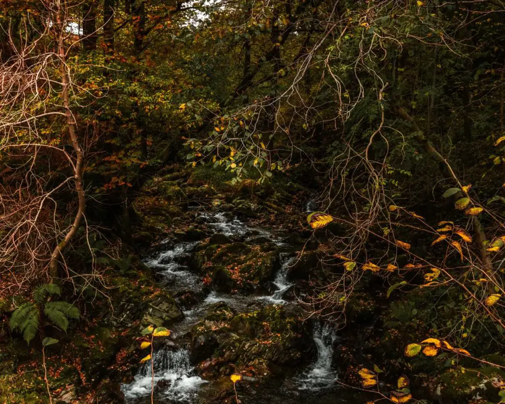 Water running down rocks surrounded by branches of trees and bushes.