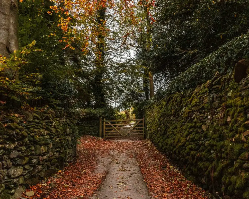 A road covered in orange autumn leaves with a wooden gate at the other end. There is a stone wall on both sides of the road covered in green moss.