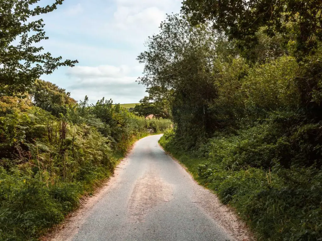 A road leading uphill surrounded by green bushes and trees.