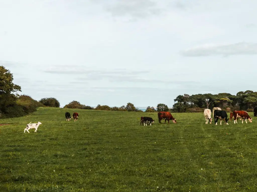 a green field with lots of cows.